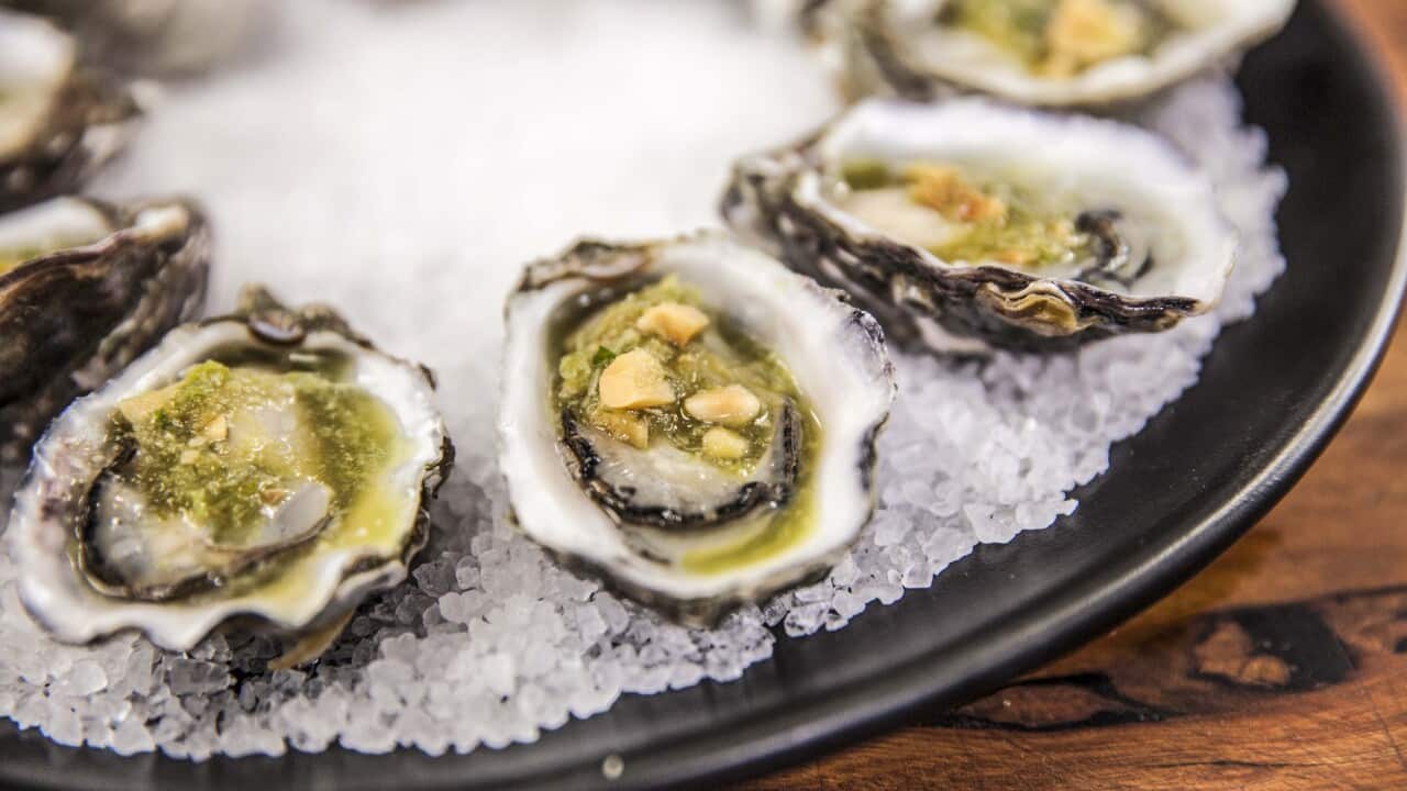 A ring of oysters sits on ice on a dark plate.