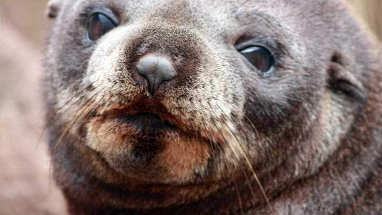 A man has driven 50km to return a NZ seal to the ocean.