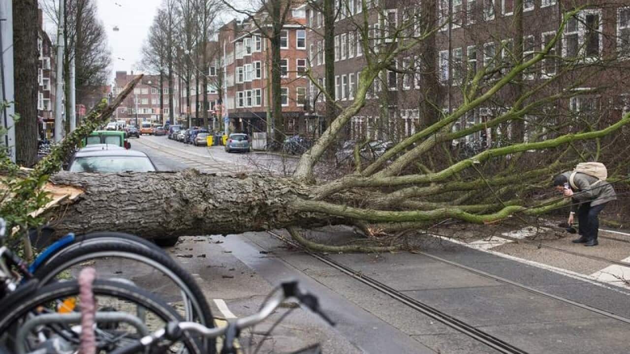 A tree uprooted by strong winds in Amsterdam