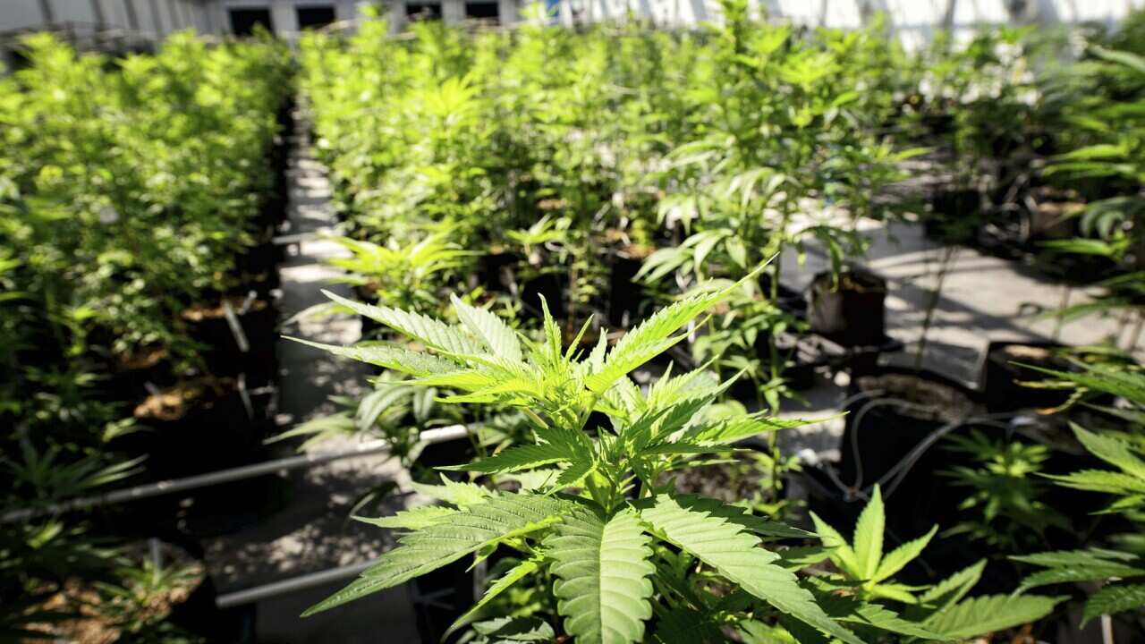 Minnesota Legislature Marijuana