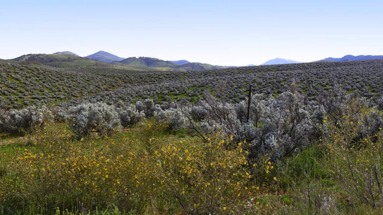 Saltbush hills
