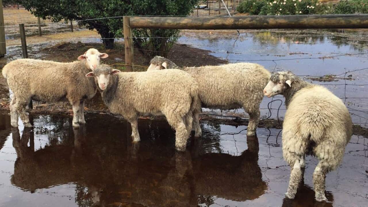 Sheep stand in a flooded paddock at a farm in Freshwater Creek