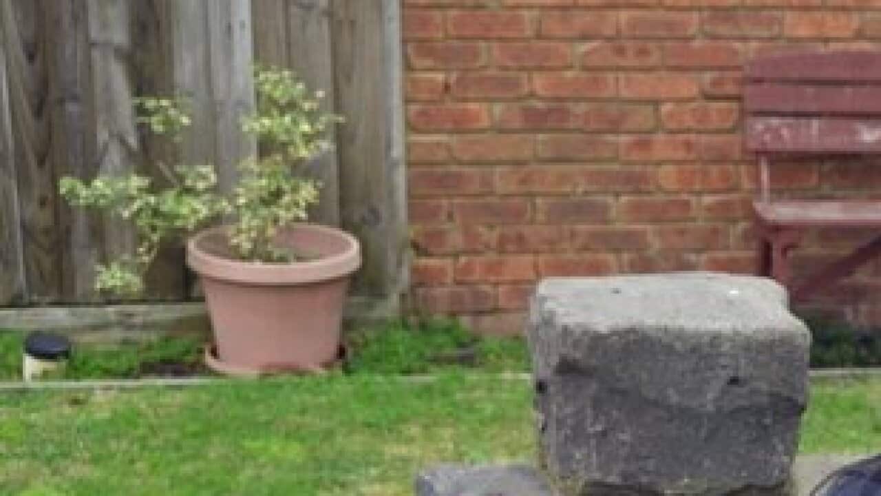 Migrant women services domestic violence