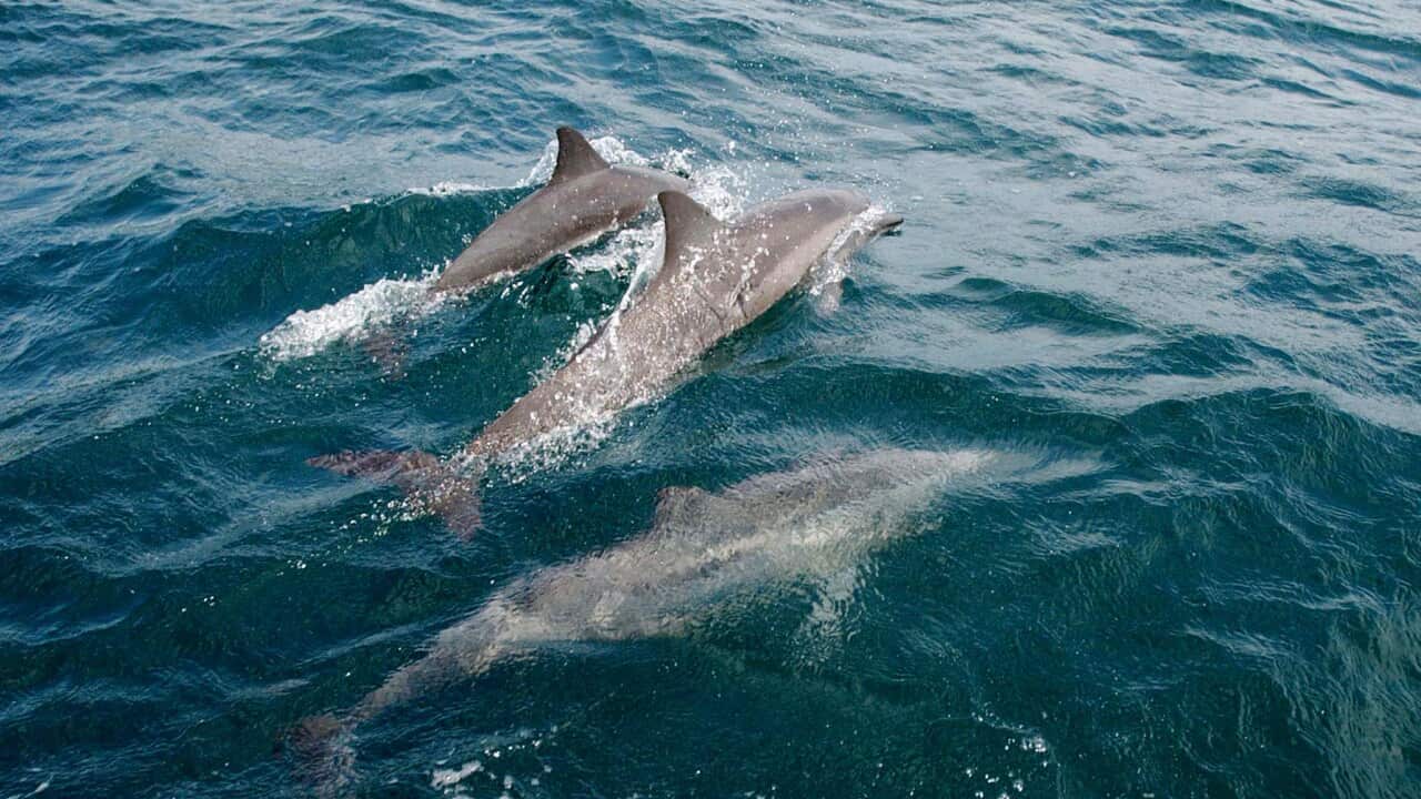 SOLOMON ISLANDS AUSTRALIA DOLPHINS