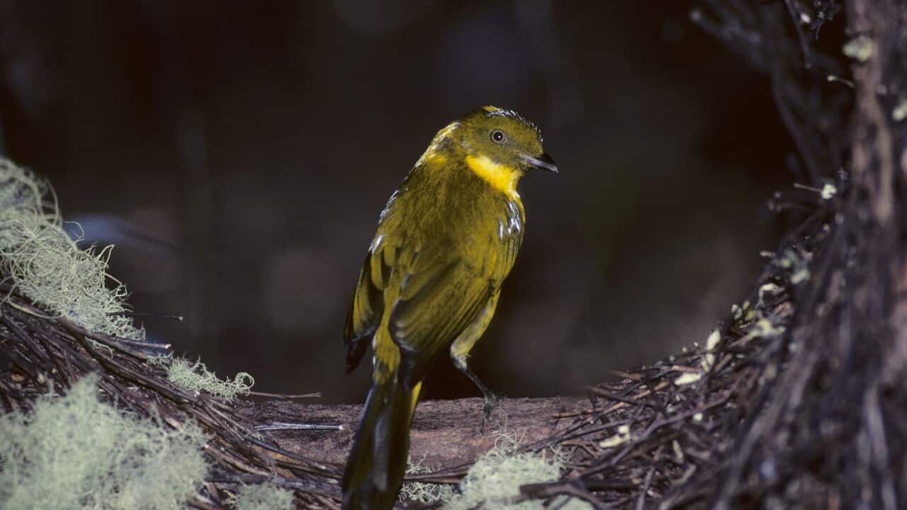 Golden Bowerbird (AAP)