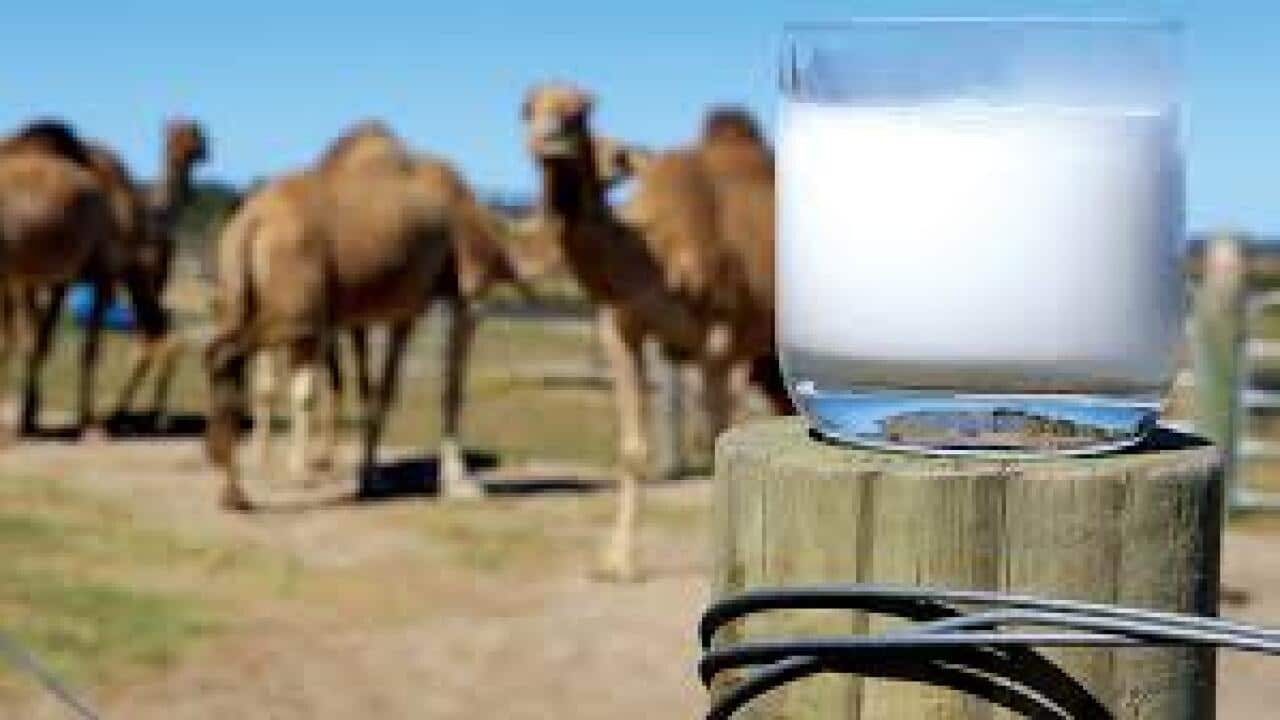Camel Milk