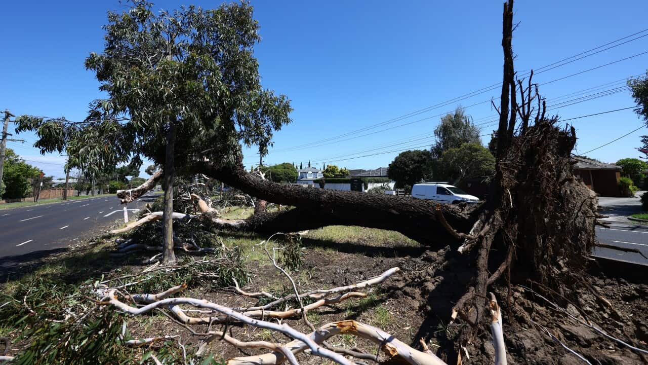 STORM DAMAGE VIC