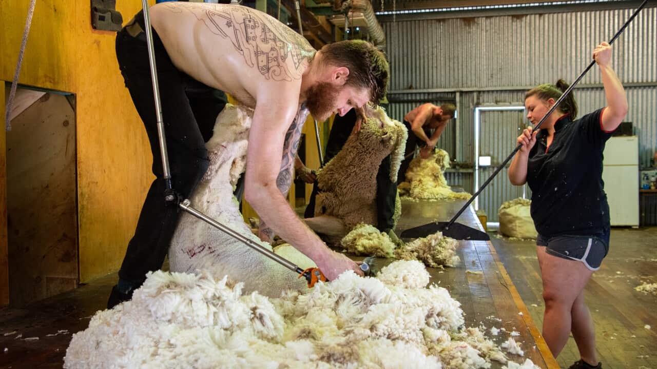 Sheep shearing in Australia