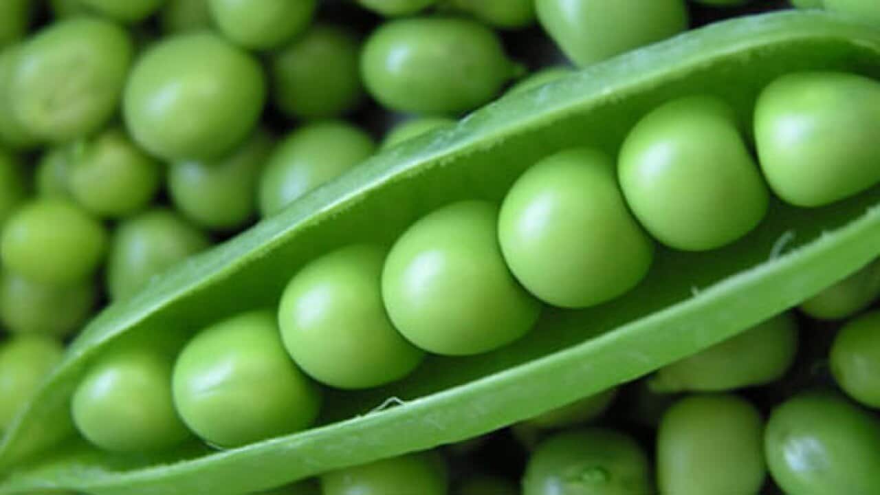 peas_264138416