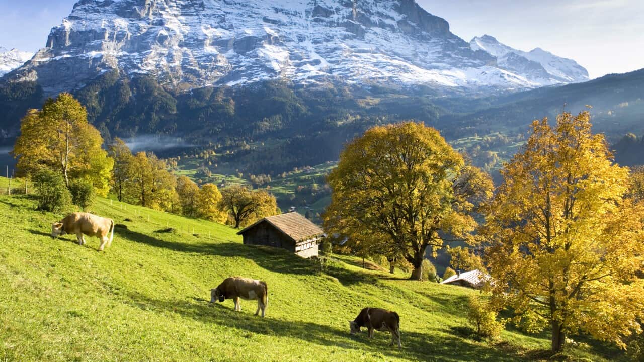 Switzerland, Bernese Oberland, Grindelwald, cows by huts
