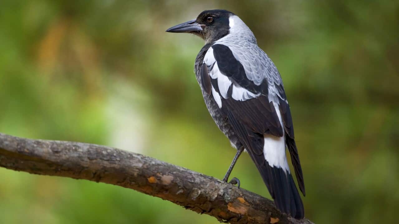 Australian Magpie