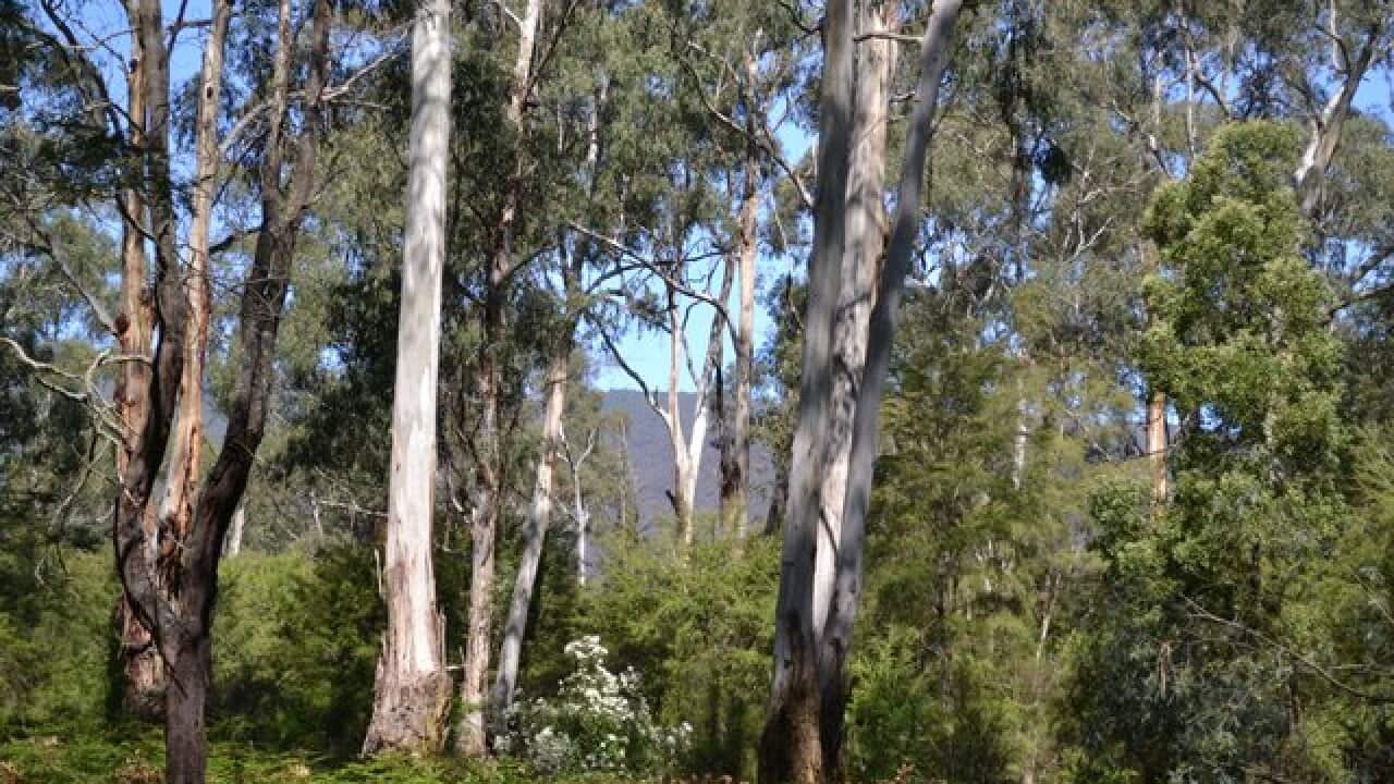 In Nature. Healesville on the Woiwurrung Nation, Victoria.