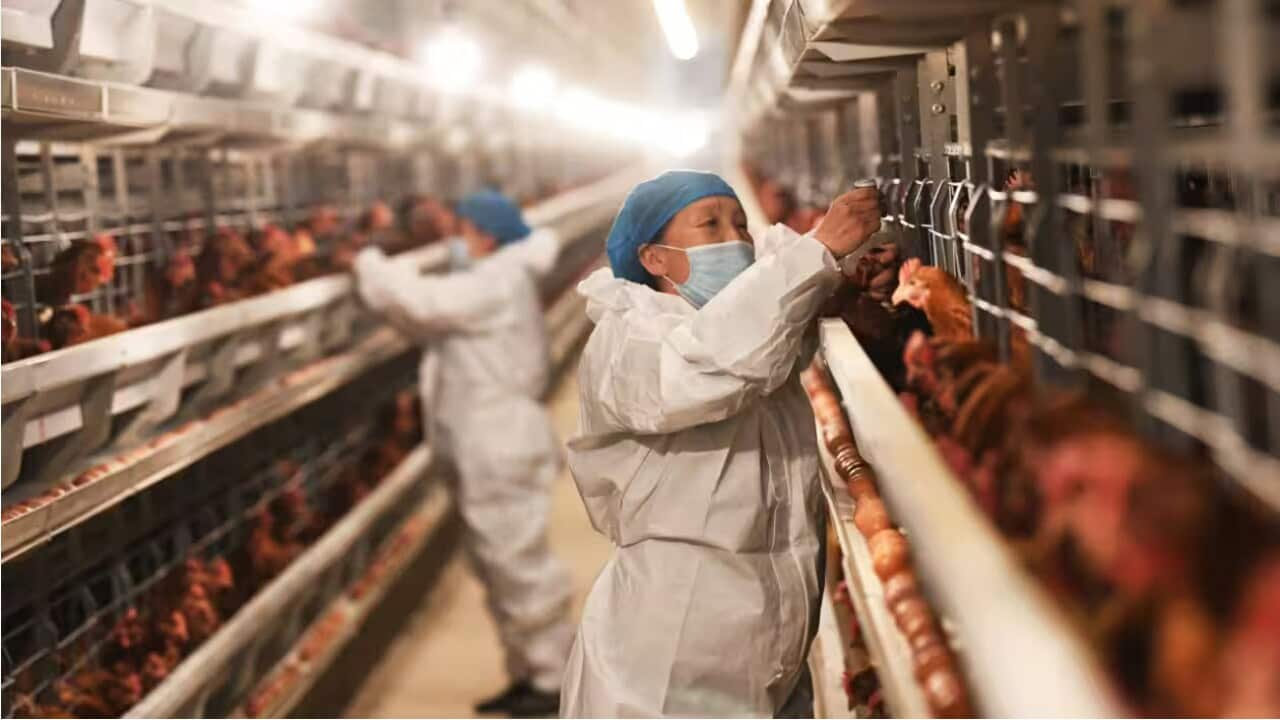 The H5N1 avian flu virus, or bird flu, has spread to different mammals, including cows (AAP)