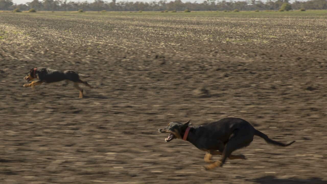 Sheep Shearing In North West NSW As Wool Prices Continue To Rise