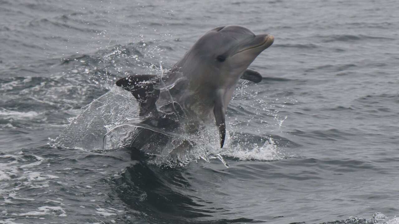 Adelaide river dolphin