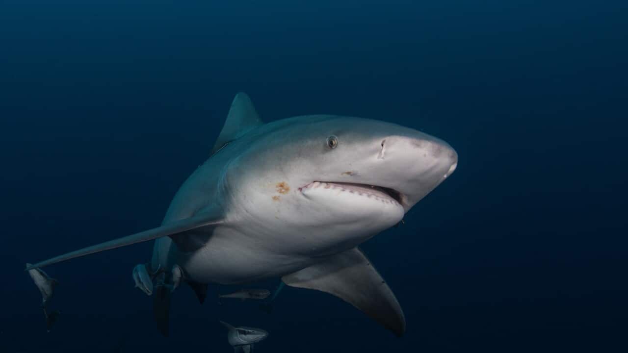 Bull Shark swims in gloomy conditions offshore Jupiter, Florida