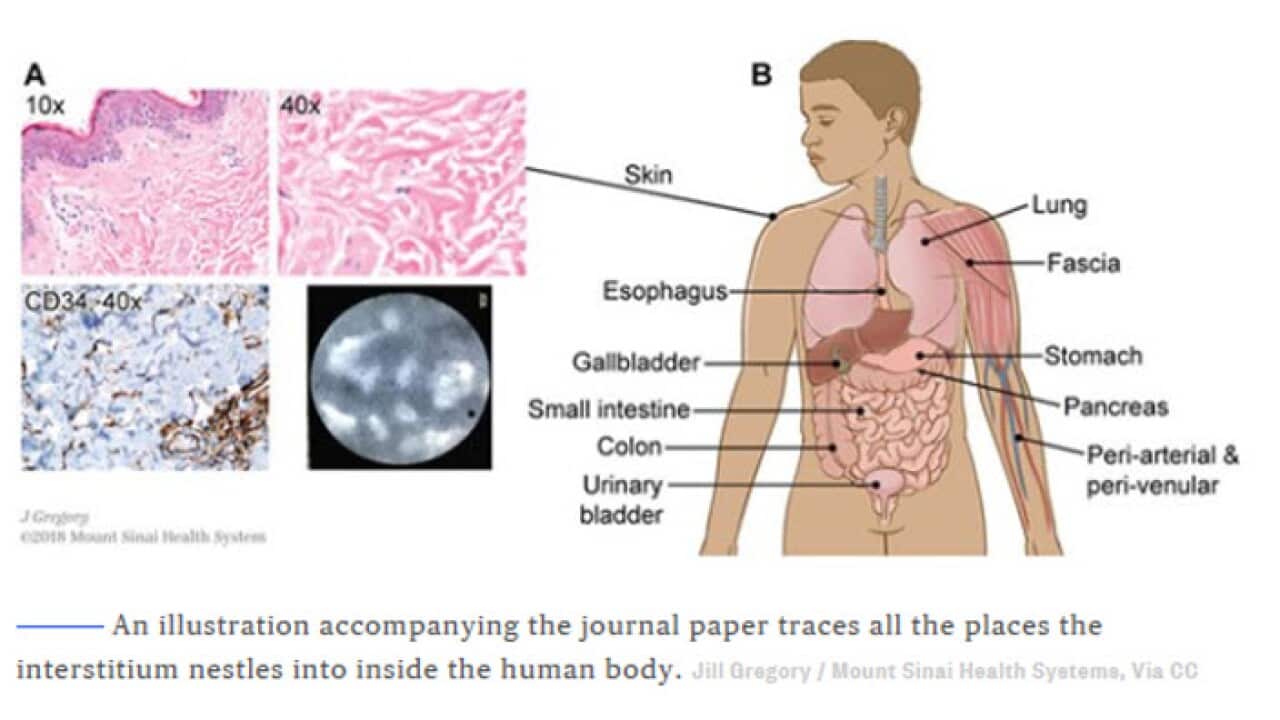   An illustration accompanying the journal paper traces all the places the interstitium nestles into inside the human body. Jill Gregory / Mount Sinai Health Systems, via CC