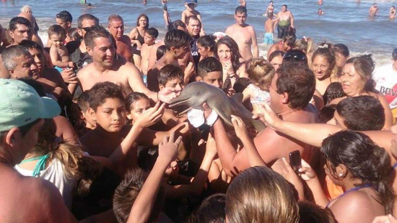 Baby dolphin, Argentina 