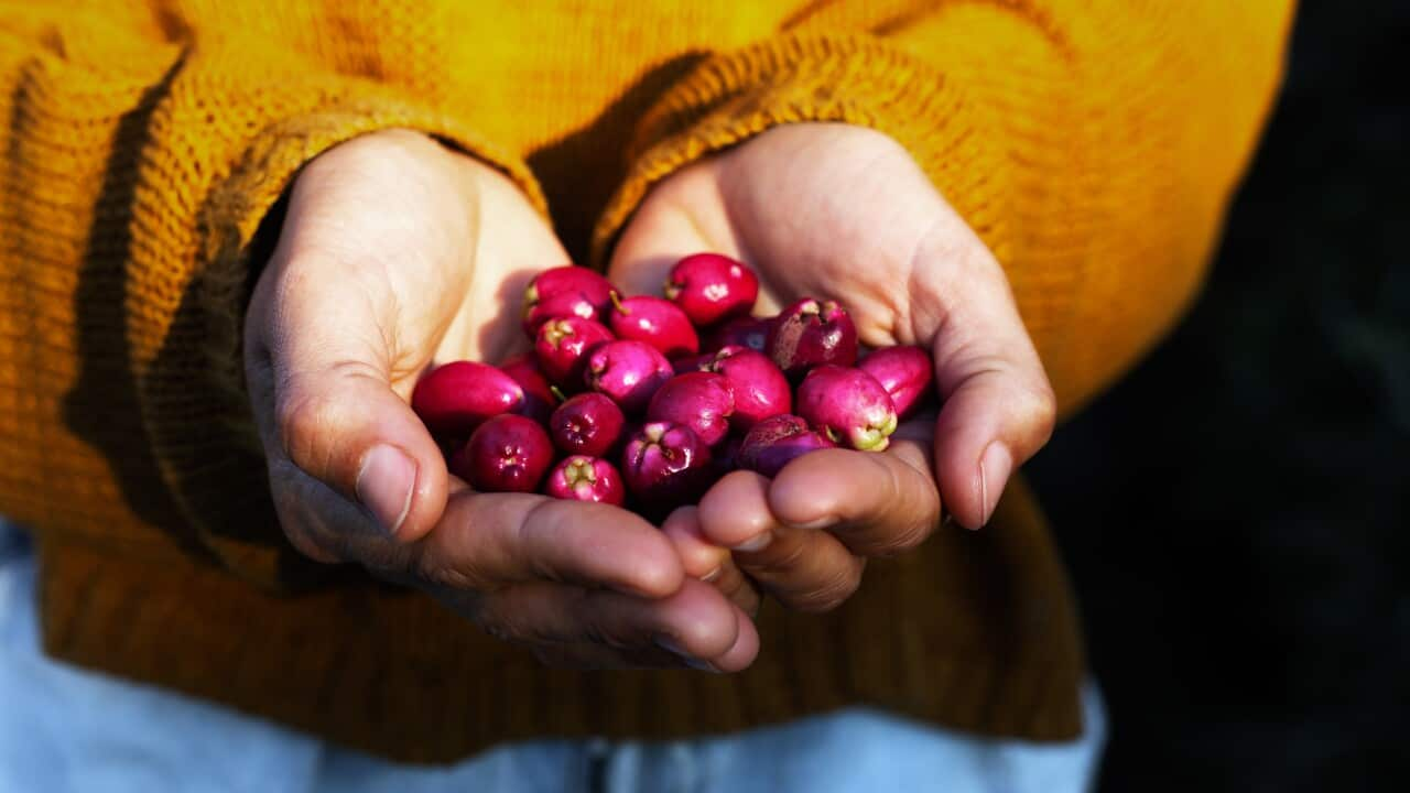 Woman holding native Australian Lilly Pilly fruit.