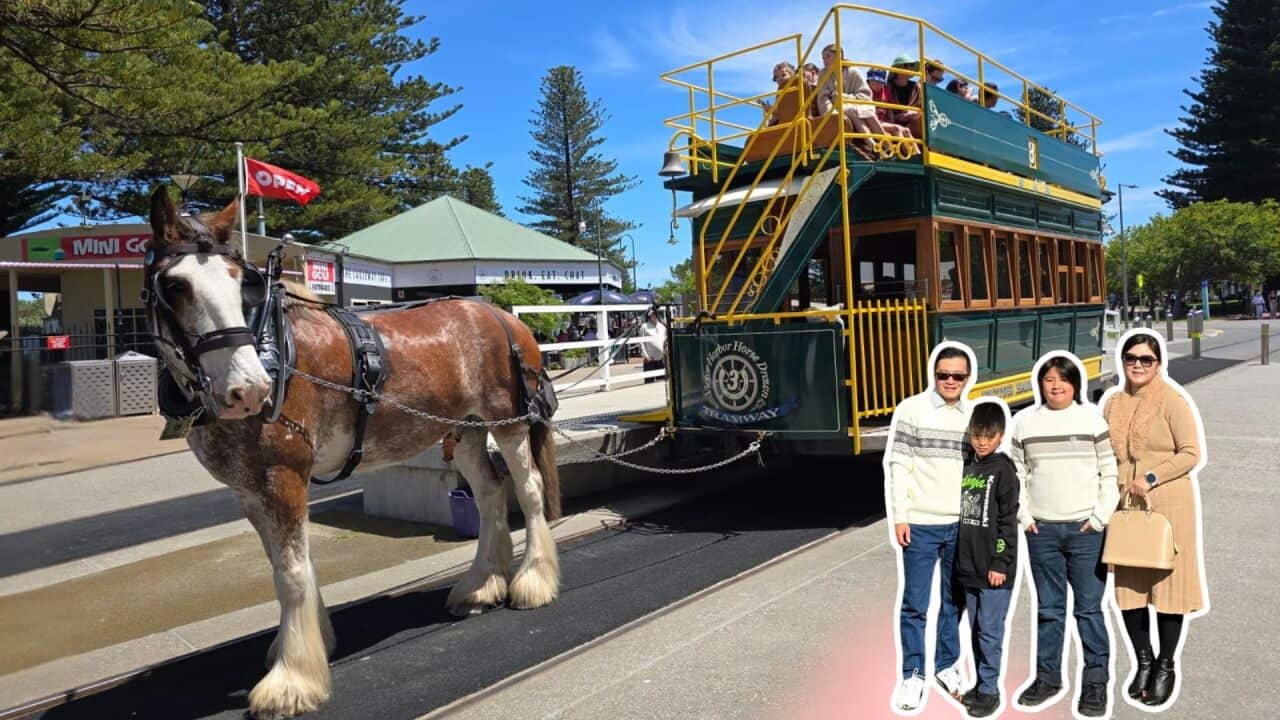 Copy of 16x9 YT Video - SBS South Asian (1).jpg