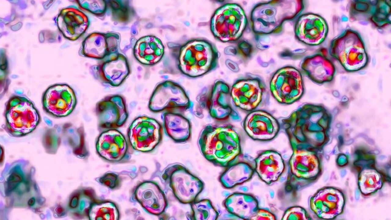 Measles Virus