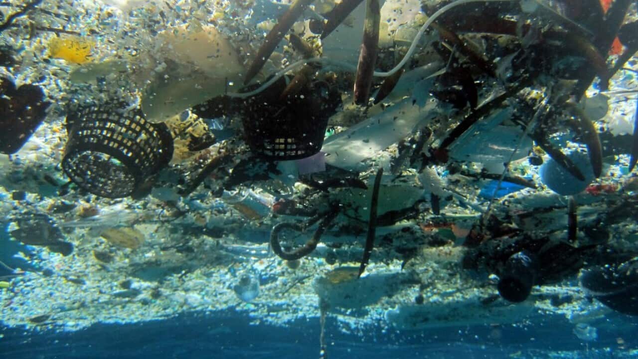 A new report says there will soon be more plastic in the world's oceans than fish.