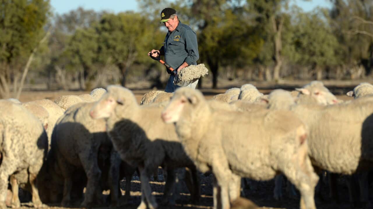 Farmer Rob Turnbull at his drought effected "Bando" property