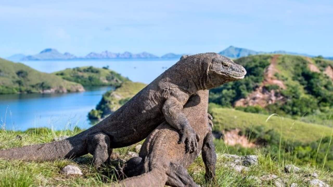 Komodo