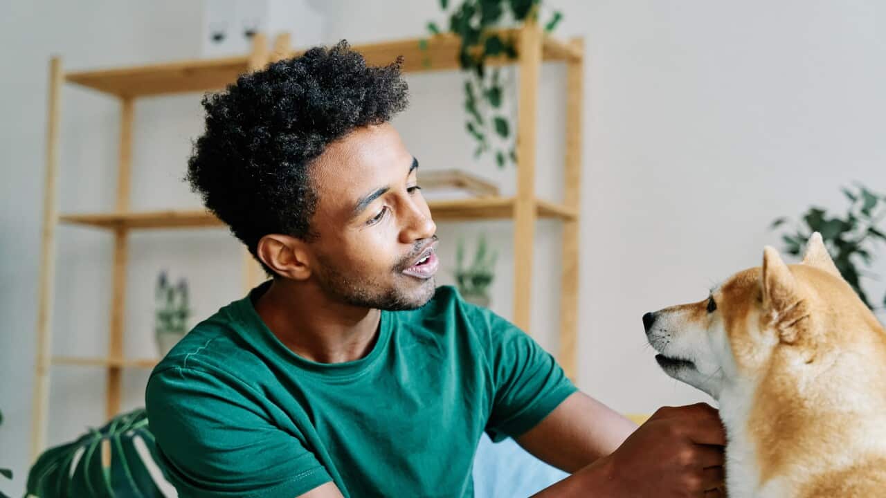 Young man talking to his dog in living room, training it and teaching it to sit and do tricks.