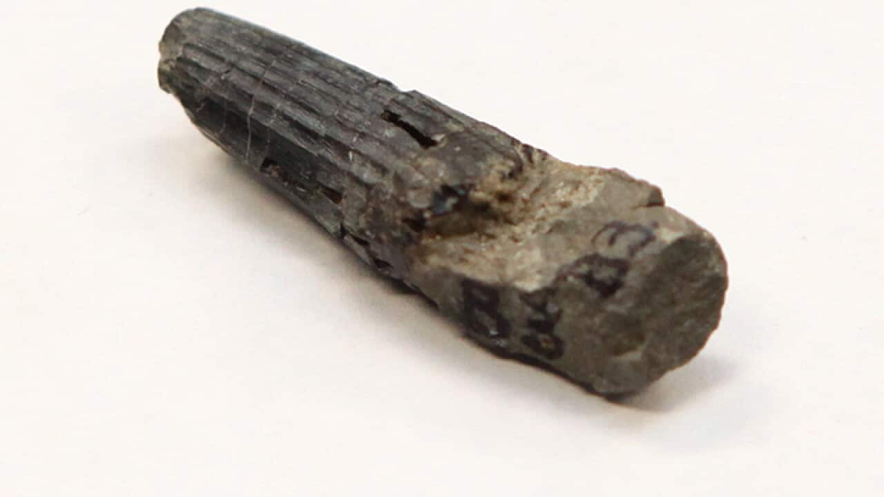 First Malaysian dinosaur fossil found SBS News