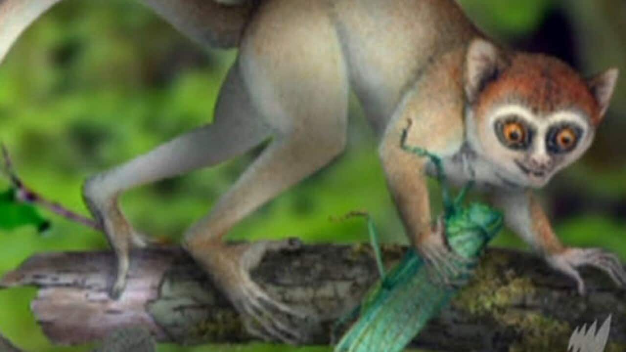 monkey_fossil_China_b_879481368