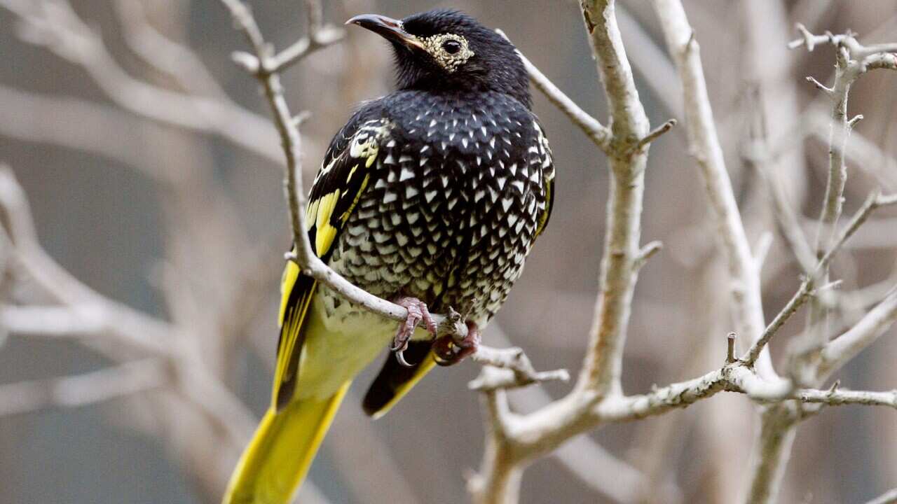 AAP Image/AP Photo/Mark Baker