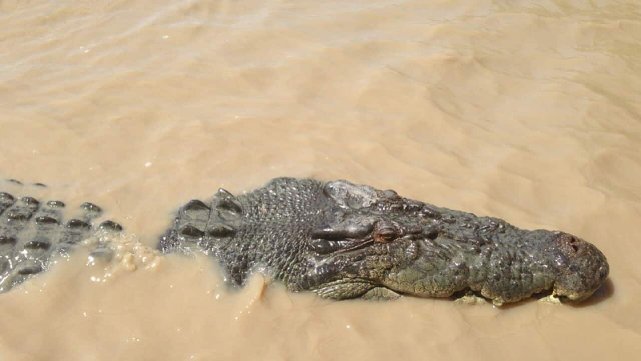 File photo of a saltwater crocodile.