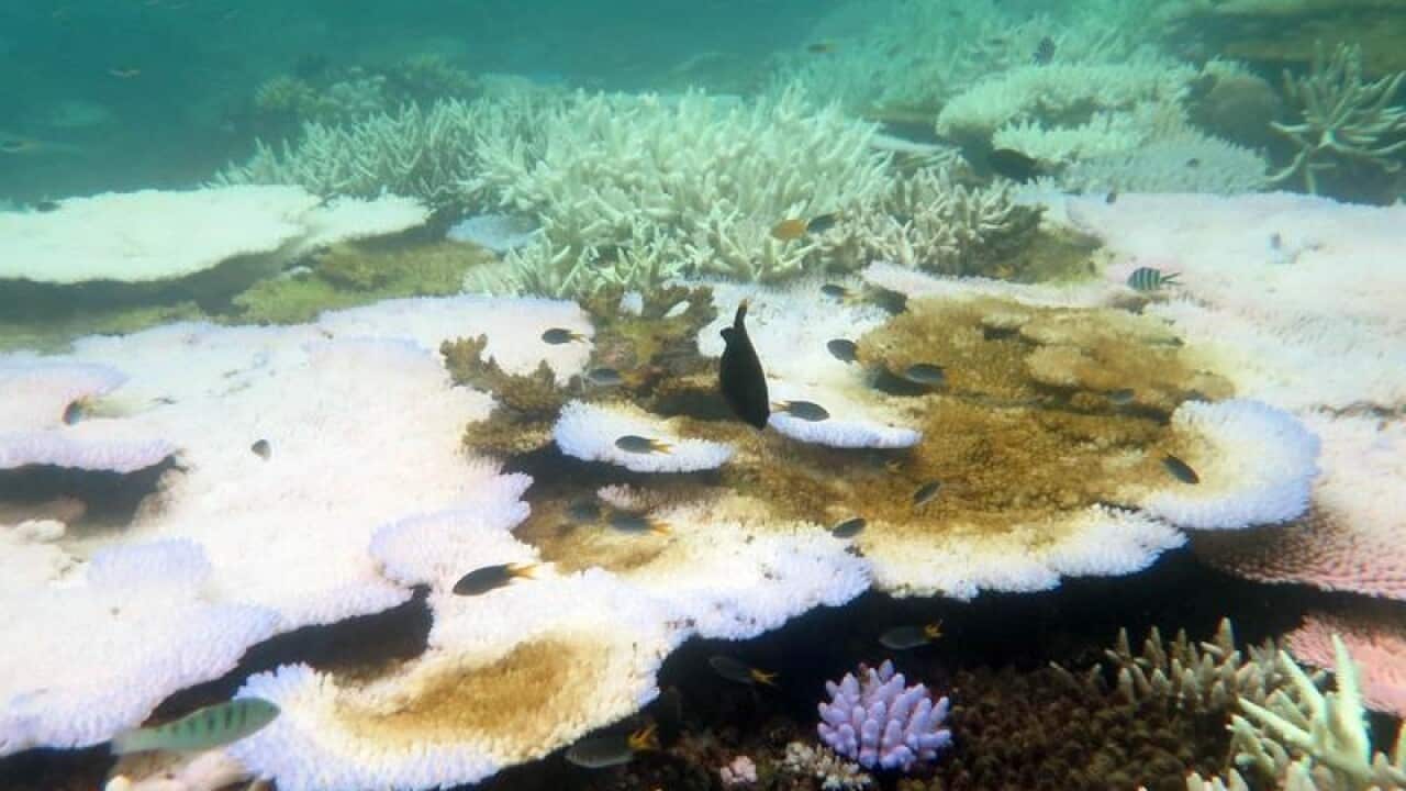 bleaching damages on the Great barrier Reef.