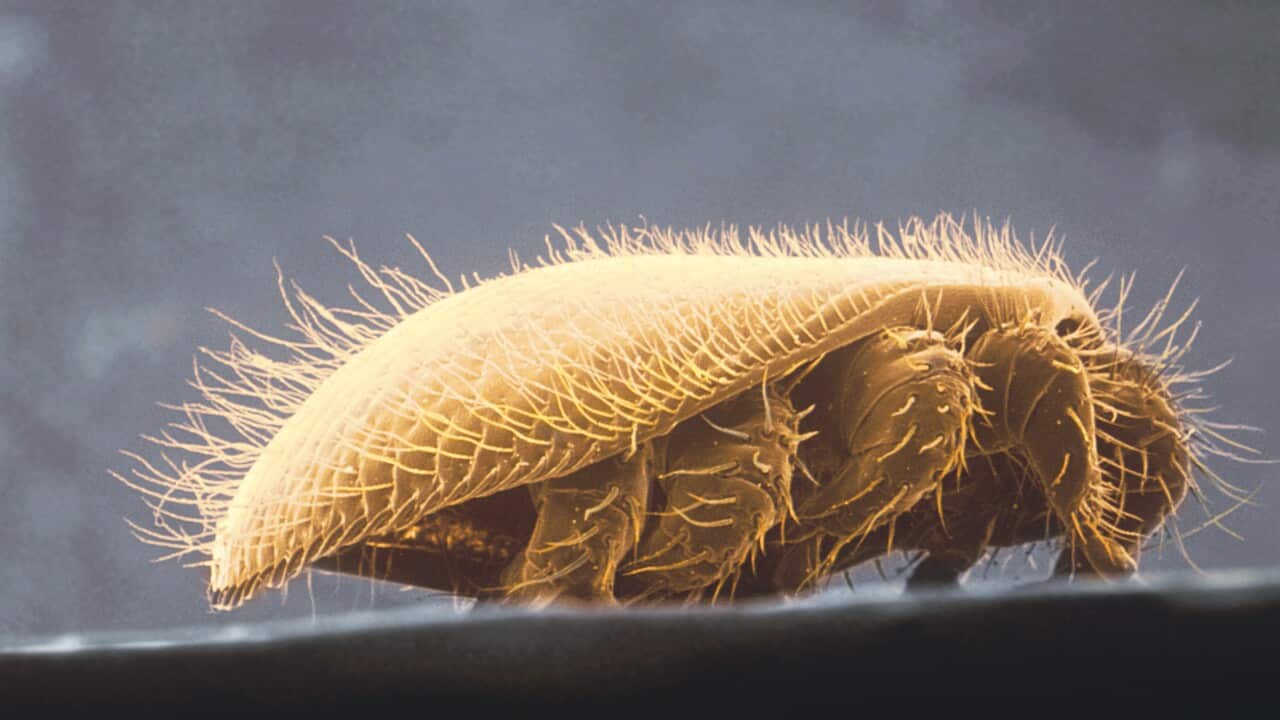 A close up of a varroa mite