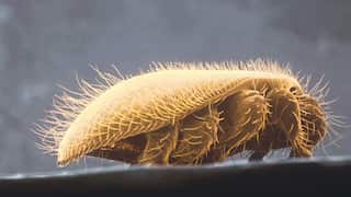 A close up of a varroa mite