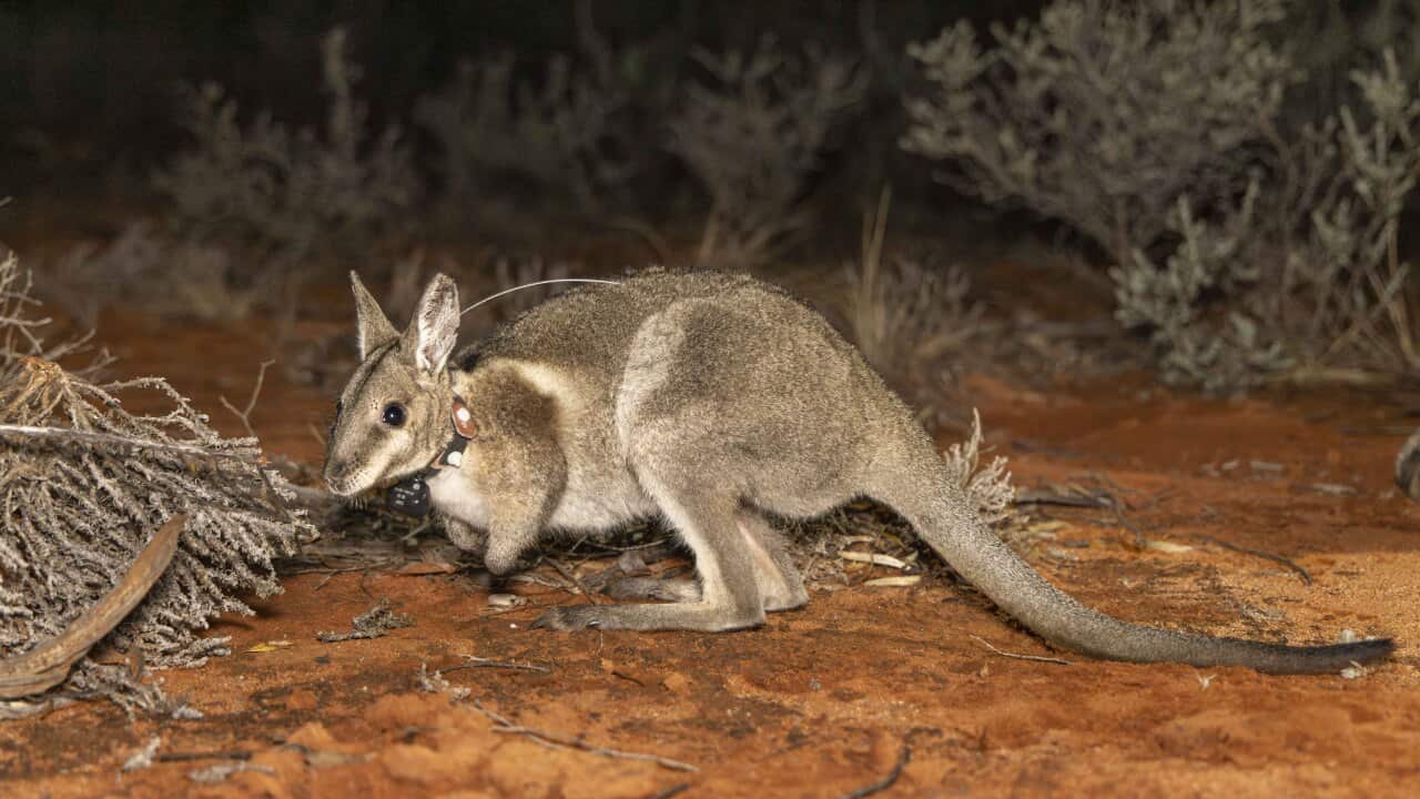 Bridled Nailtail Wallaby at Scotia