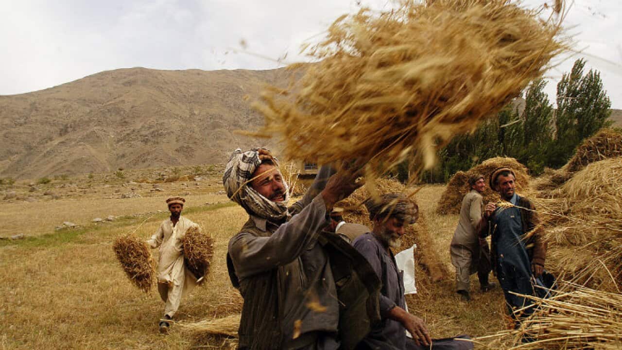 Afghan farmers