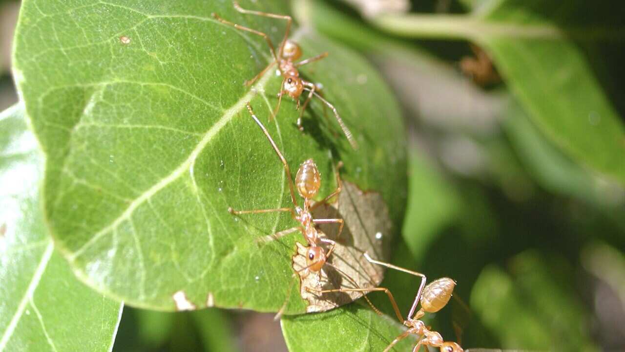 The yellow crazy ant is an invasive species currently threatening wildlife in several parts of Australia
