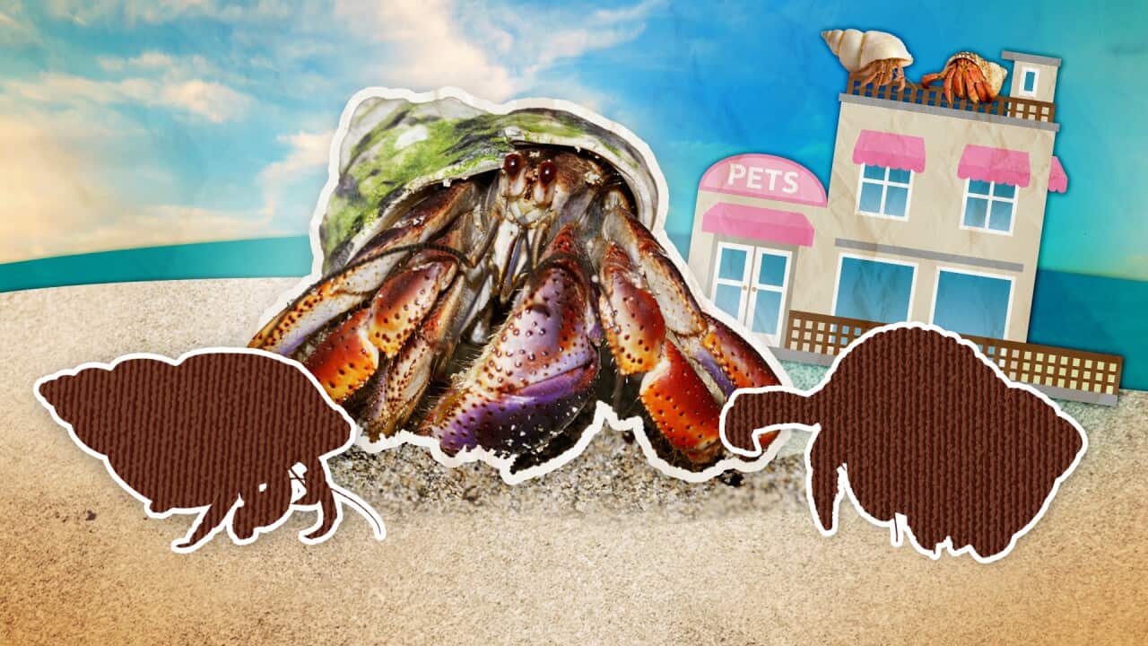 A hermit crab on a beach.