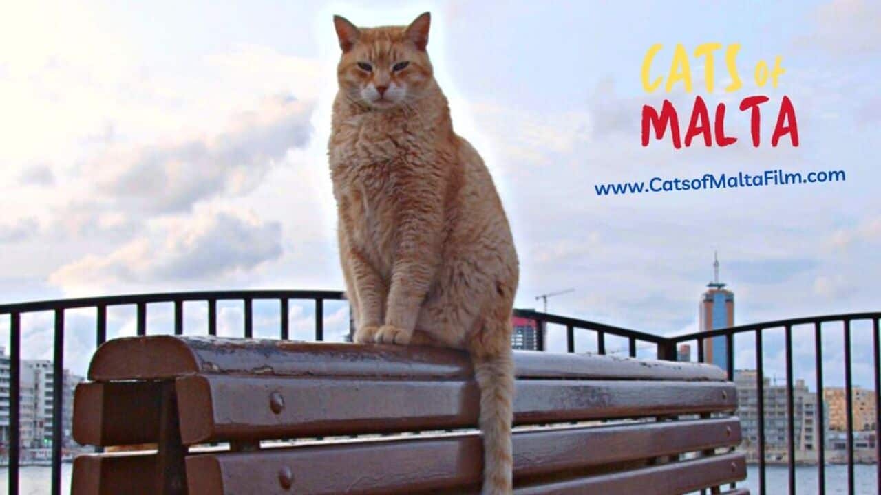 Cats of Malta