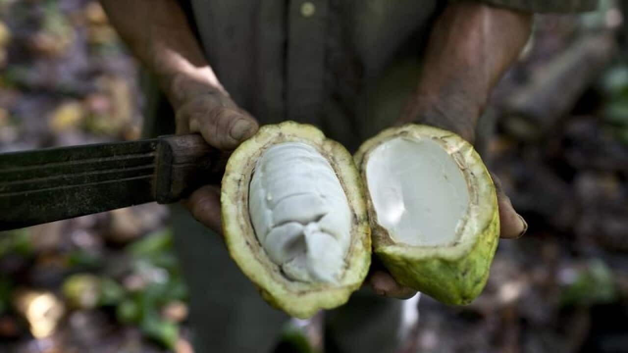 Cacao pod