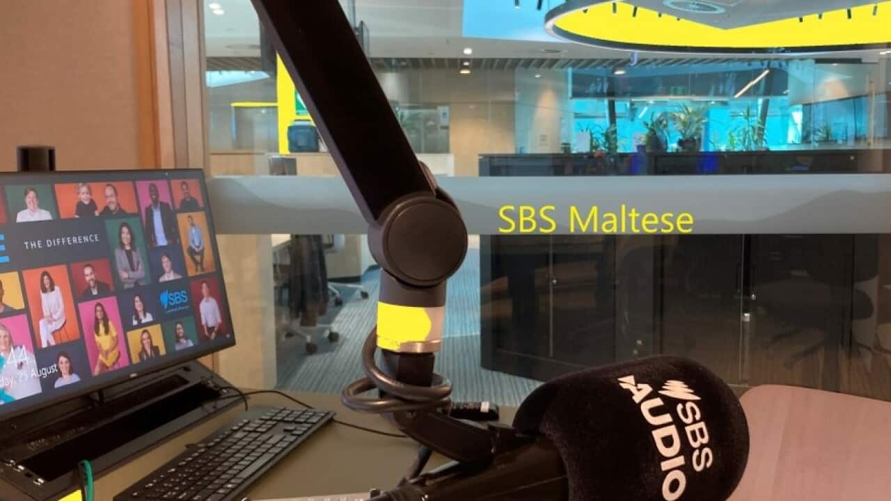 SBS Maltese studio Yellow Splash .jpg