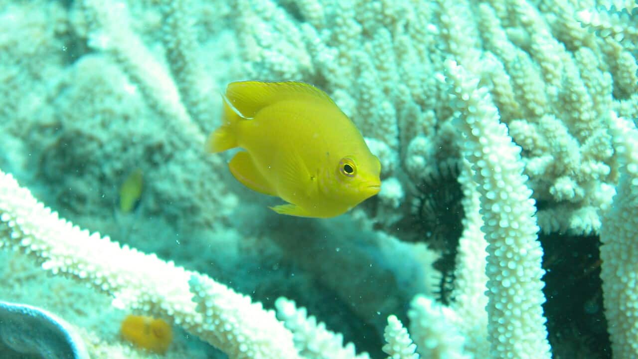 A Damsel fish taken on the Great Barrier Reef.