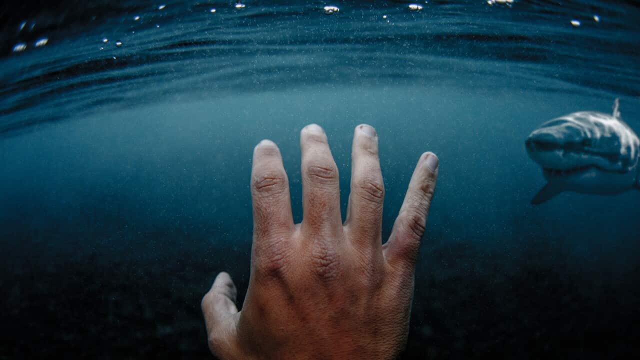 Great white shark approaching a swimmer, Simon's Town, Western Cape, South Africa