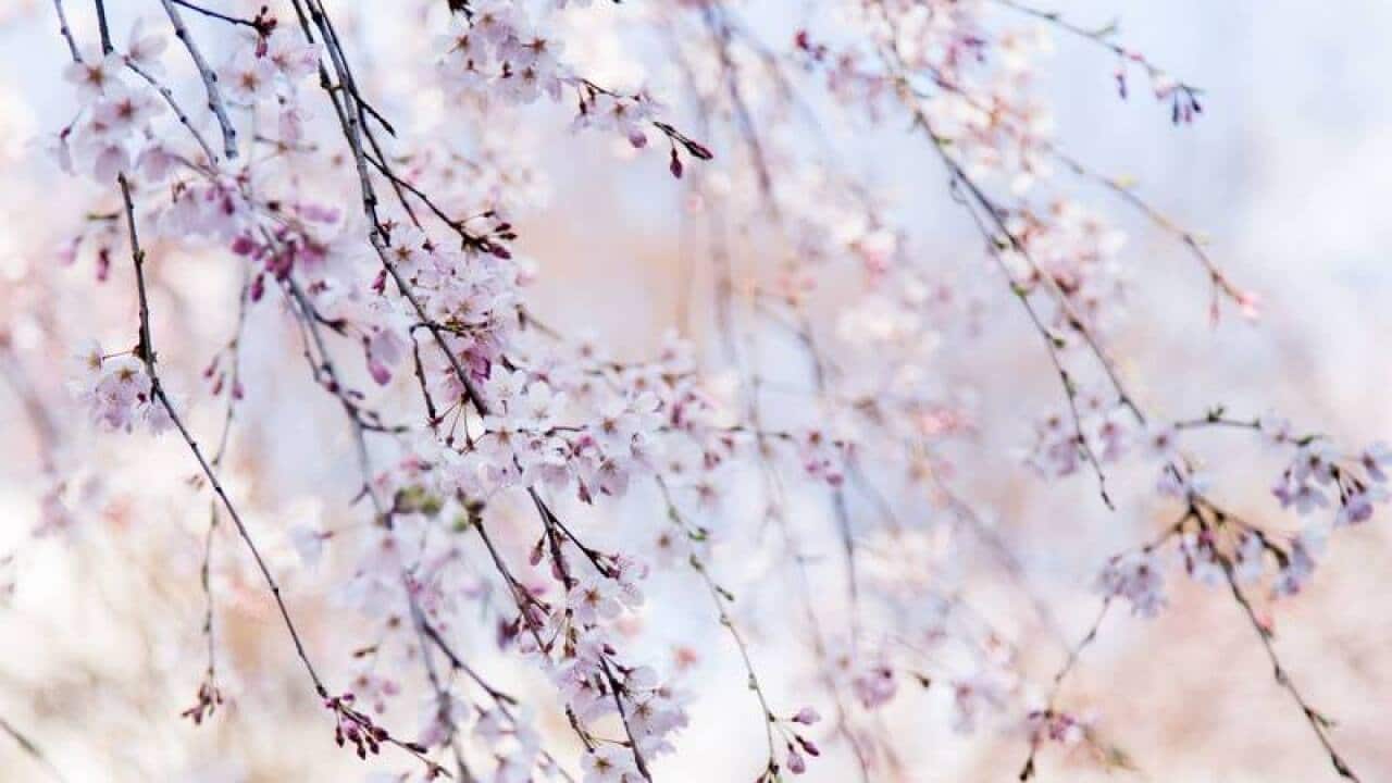"Trời đày cô tiên nữ, xuống đầu thai thành hoa"...