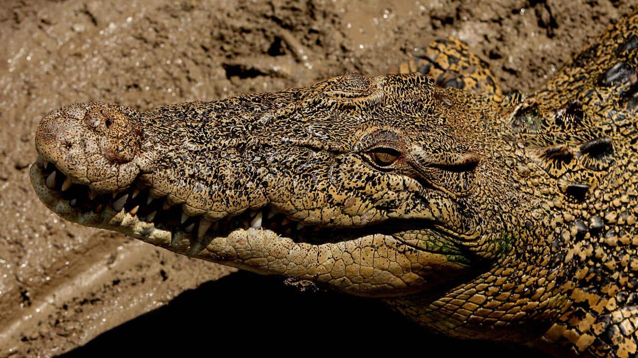 crocodile_saltwater_getty.jpg