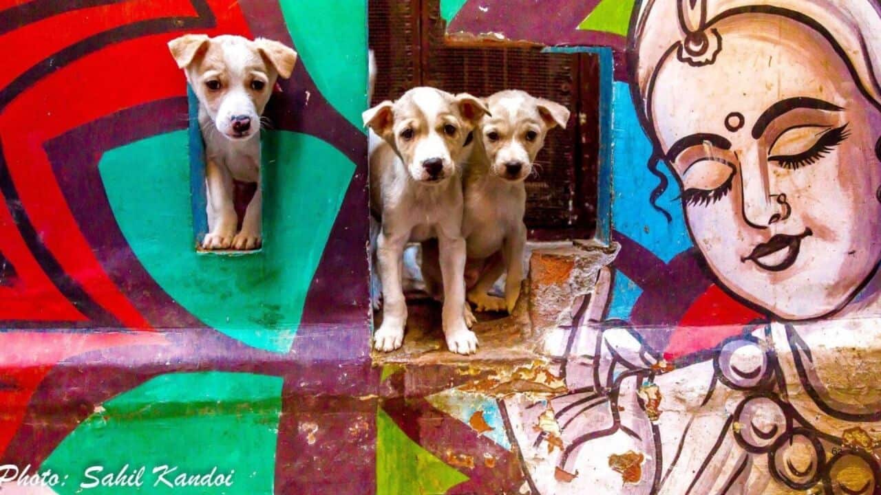 Copy of SBS Audio YouTube End Card 2 (2).jpg