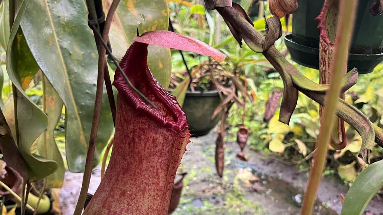 Pflanzenzucht 2.jpeg