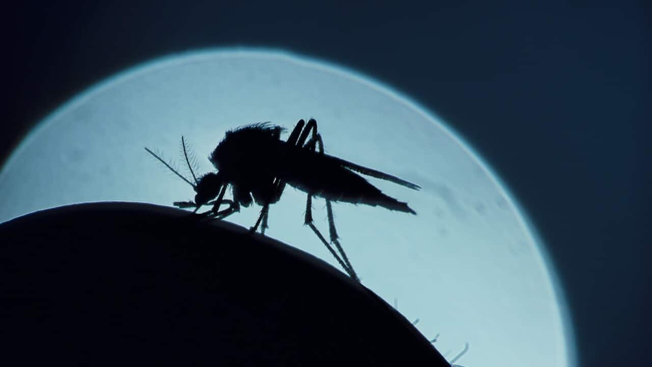 Mosquito